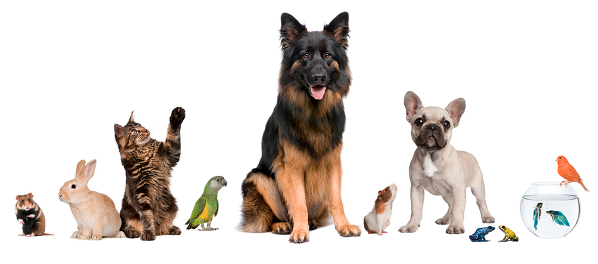 pet-rules-1